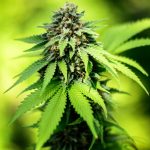 australian-couple-donates-337-million-for-medical-marijuana_sfgr5
