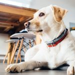 petfriendly