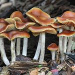 19078098_web1_191023-VNE-MagicMushrooms
