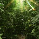 HD-wallpaper-w-d-2-blunt-boom-dope-herbe-joint-leafe-leave-marijuana