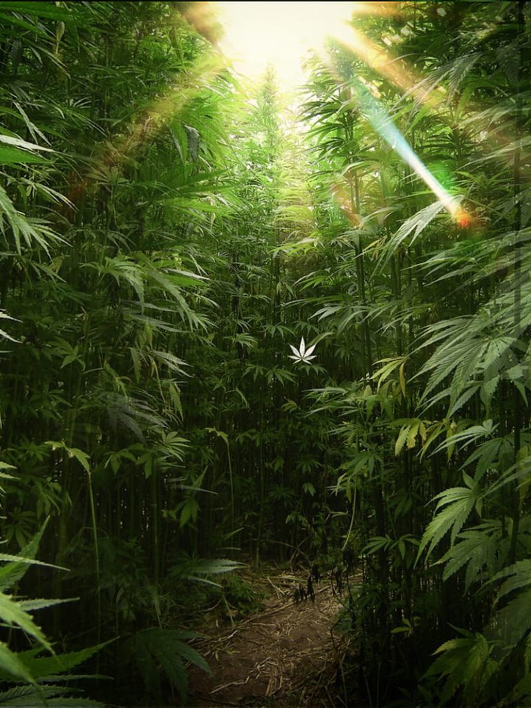 HD-wallpaper-w-d-2-blunt-boom-dope-herbe-joint-leafe-leave-marijuana