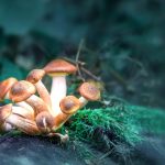 psilocybin-15469550492