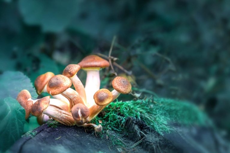 psilocybin-15469550492