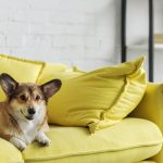 find-pet-friendly-apartments-in-london-facebook2